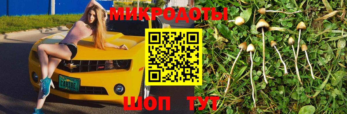 Псилоцибиновые грибы Psilocybe Шатура